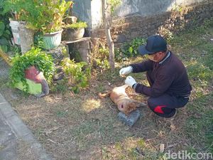 Serangan Anjing Rabies di Hajatan Warga Jembrana Lukai 2 Balita