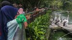 Ragunan Jadi Magnet Pengunjung Saat Libur Tahun Baru Hijriah