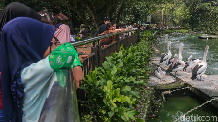 Taman Margasatwa Ragunan dipadati wisatawan saat libur Tahun Baru 1448 Hijriah berkat tiket murah, akses mudah, dan beragam satwa favorit.