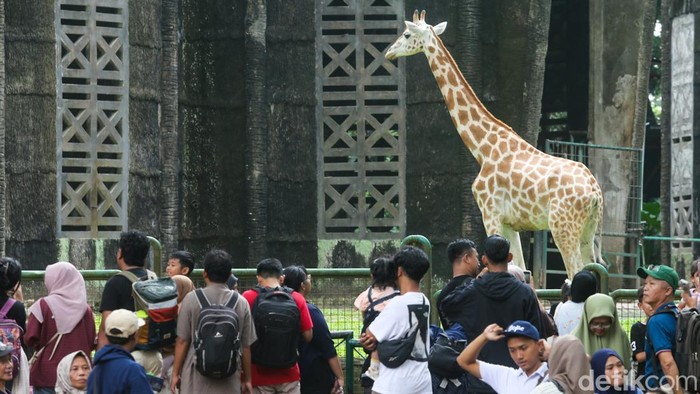 Taman Margasatwa Ragunan dipadati wisatawan saat libur Tahun Baru 1448 Hijriah berkat tiket murah, akses mudah, dan beragam satwa favorit.