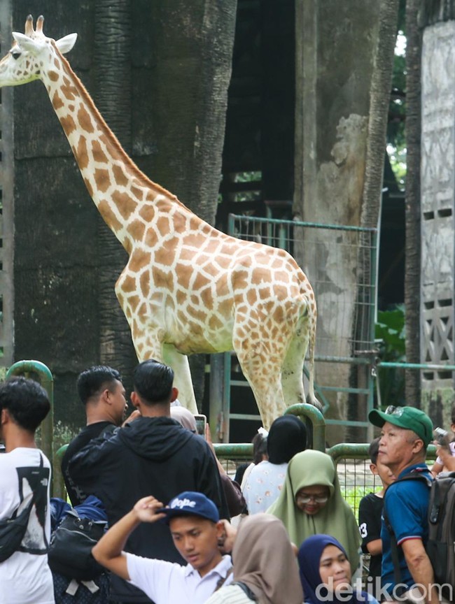 Ragunan Jadi Magnet Pengunjung Saat Libur Tahun Baru Hijriah