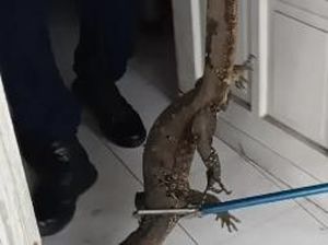 Sat-set! Damkar Kotim Evakuasi Biawak Masuk Rumah dalam Enam Menit