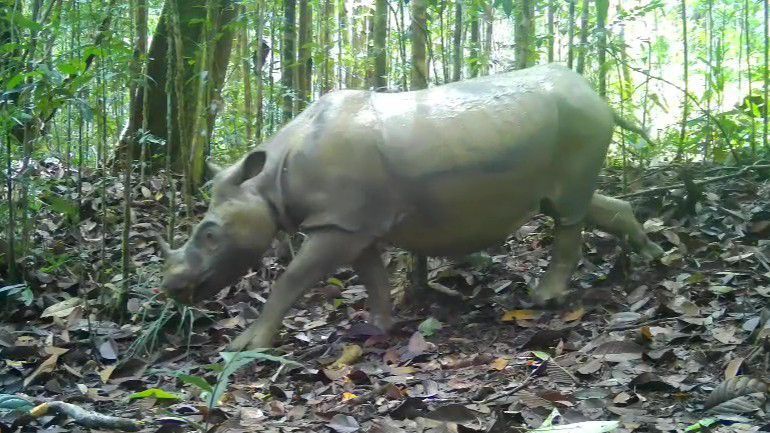Badak Pari terekam camera trap yang dipasang BKSDA Kaltim. Badak Pari terekam camera trap yang dipasang BKSDA Kaltim. (Dok. BKSDA Kaltim via Detikcom)