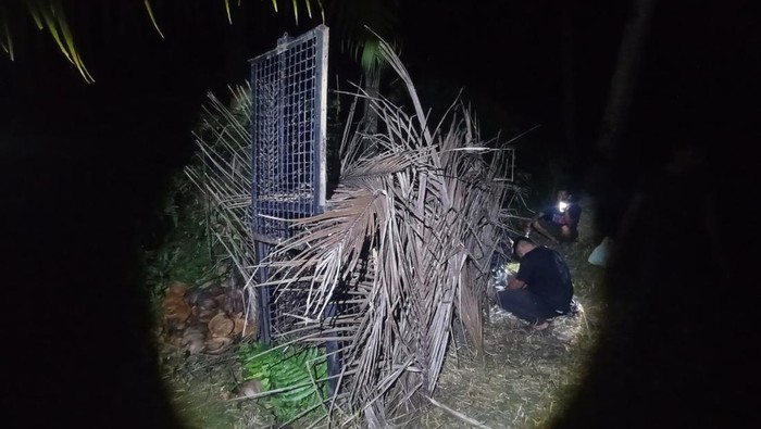 BKSDA memasang perangkat untuk menangkap beruang berkeliaran di Tanggamus