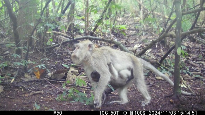 Camera trap Tahura Ir H Djuanda saat merekam keberadaan monyet ekor panjang.