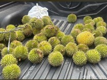 Durian Mungil dari Hutan Kalimantan Ini Namanya Kerantungan, Enak Lho!