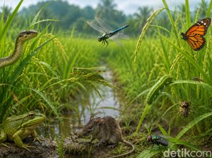 Deretan Penghuni Sawah dalam Bahasa Sunda