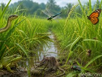 Deretan Penghuni Sawah dalam Bahasa Sunda
