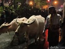3 Kebo Bule-14 Pusaka Dikirab Keraton Solo Kubu PB XIV Mangkubumi