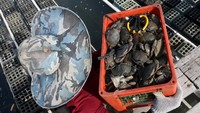 Pelaku budi daya kepiting soka atau kepiting cangkang lunak mengaku kesulitan memperoleh bibit sejak bencana hidrometeorologi yang melanda wilayah tersebut pada November 2025. ANTARA FOTO/Irwansyah Putra