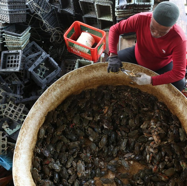 Krisis Bibit Hambat Budi Daya Kepiting Soka