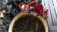 Keterbatasan bibit membuat pasokan untuk pasar ekspor ke Malaysia, China, dan Singapura belum maksimal, meski komoditas tersebut dijual dengan harga sekitar Rp180 ribu per kilogram. ANTARA FOTO/Irwansyah Putra
