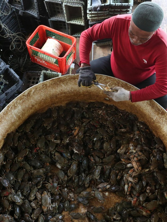 Krisis Bibit Hambat Budi Daya Kepiting Soka
