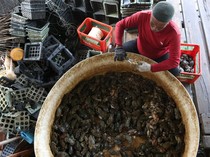 Krisis Bibit Hambat Budi Daya Kepiting Soka