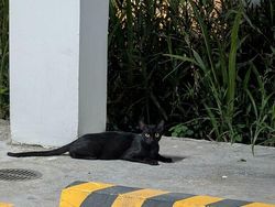 Hanya Mata Jeli yang Bisa Menemukan Sosok di Foto Penampakan Ini