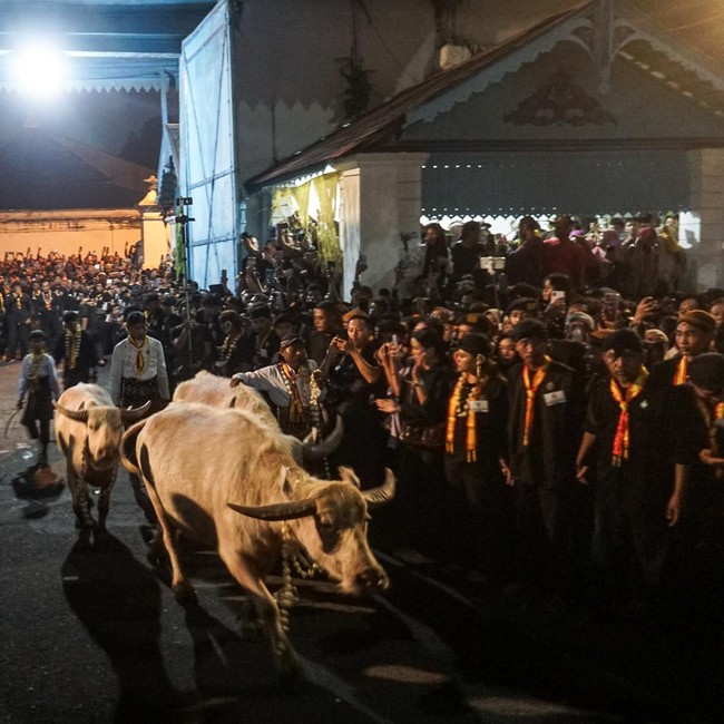 Lautan Manusia Sambut Kirab Satu Sura, Kerbau Pusaka Kyai Slamet Kembali Keluar Keraton