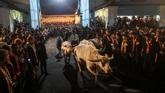 Lautan Manusia Sambut Kirab Satu Sura, Kerbau Pusaka Kyai Slamet Kembali Keluar Keraton