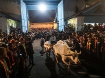 Lautan Manusia Sambut Kirab Satu Sura, Kerbau Pusaka Kyai Slamet Kembali Keluar Keraton