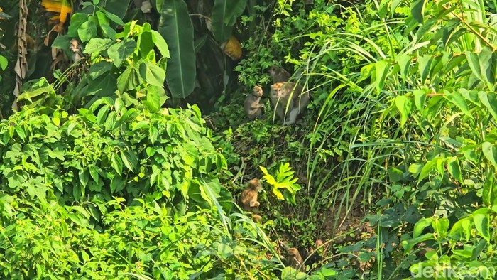 Monyet liar mengintip di balik rimbun pepohonan, mata mereka awas mengamati gunungan sampah di perumahan (Syahdan Alamsyah/detikJabar)