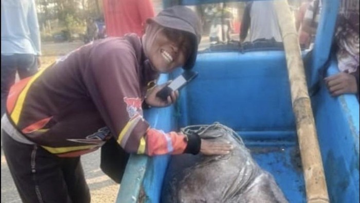 Penampakan Ikan Kerapu hasil jaring arad