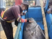 Heboh Nelayan Pangandaran Tangkap Kerapu Jumbo Seberat 120 Kg