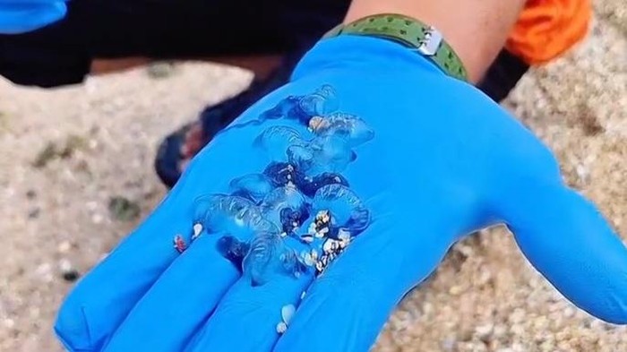 Penampakan ubur-ubur beracun atau impes yang muncul di Pantai Sepanjang pada hari Minggu (14/6/2026).