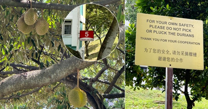 Ada ‘Musim Durian’ di Tengah Perumahan Singapura, Tapi Rasanya Bikin Kecewa