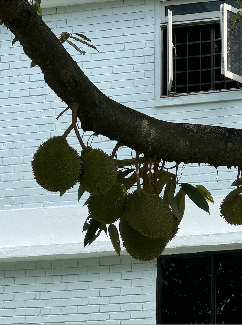 Ada 'Musim Durian' di Tengah Perumahan Singapura, Tapi Rasanya Bikin Kecewa Ada 'Musim Durian' di Tengah Perumahan Singapura, Tapi Rasanya Bikin Kecewa
