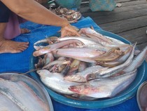 Mengenal Ikan Lais, Biasa Diolah Orang Kalimantan Jadi Lauk Lezat