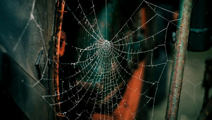 Ilustrasi Jaring Laba-laba