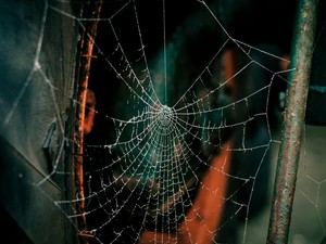 Sederet Cara yang Bisa Dilakukan Agar Laba-laba Tak Masuk ke Rumah