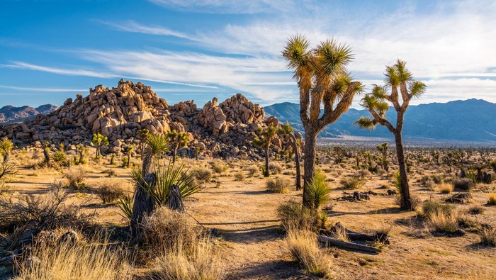 Joshua Tree di Taman Nasional Joshua di California