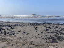 Tumpahan Batu Bara Cemari Pantai Pangandaran, Habitat Penyu Terancam!
