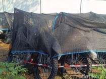 17.600 Motor Listrik Pengadaan BGN Tak Disita Kejagung, tapi...