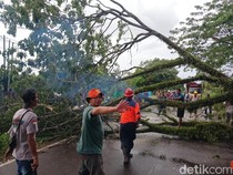 Pohon Trembesi Besar Tumbang, Jalur Pangkalan Bun-Kumai Sempat Lumpuh Total