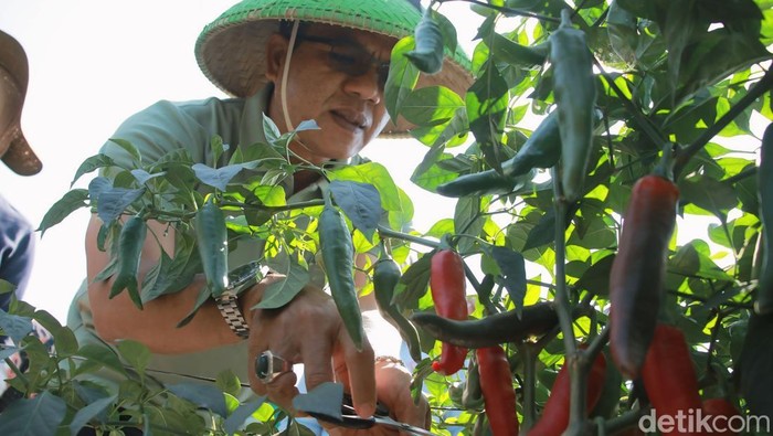 Bupati Bandung Dasang Supriatna saat memanen Cabai Merah Tanjung di Desa Lengkong, Kecamatan Bojongsoang, Kabupaten Bandung