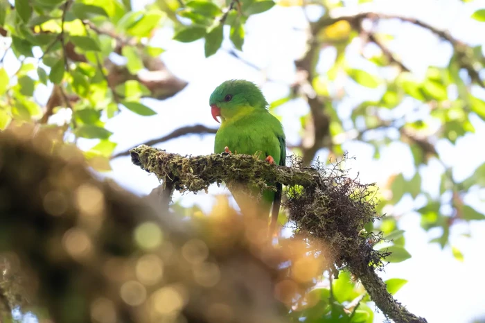 Burung perkici muka biru