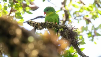 Burung Paling Misterius di Indonesia Ditemukan, Bikin Terharu