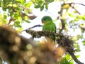 Burung Paling Misterius di Indonesia Ditemukan, Bikin Terharu