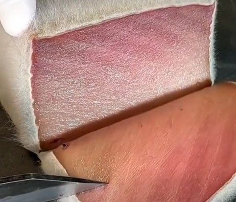 Diselimuti Jamur Tebal, Tuna 'Bulukan' Ini Malah Jadi Sajian Premium Diselimuti Jamur Tebal, Tuna 'Bulukan' Ini Malah Jadi Sajian Premium