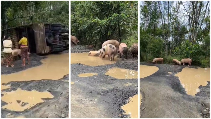Kawanan babi berendam dan berkeliaran di jalan berlubang di Way Kanan Lampung