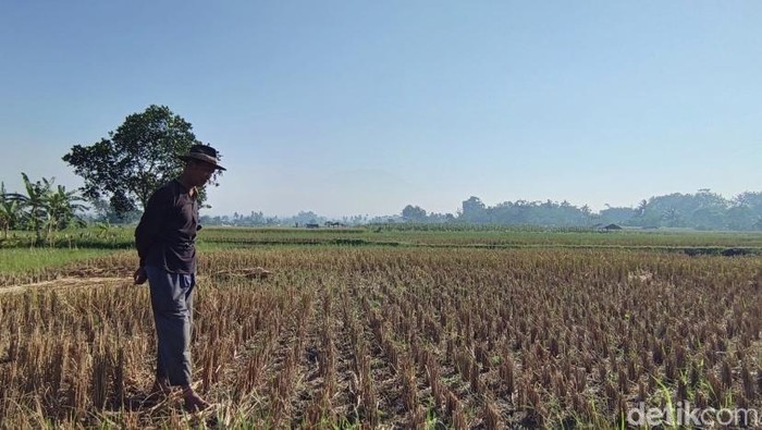 ScreenshotKondisi lahan pertanian yang kering di Kebonpedes, Kabupaten Sukabumi.