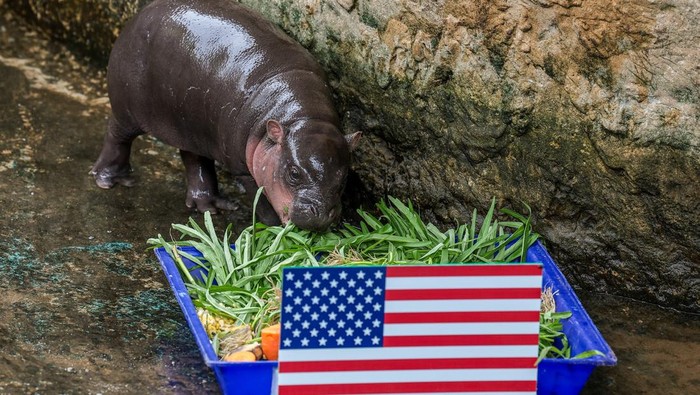 Moo Daeng, an almost three-month-old female pygmy hippo, eats food from a tray marked with a U.S. flag, ahead of the 2026 World Cup soccer match between the United States and Australia during an event in which animals predict match results at Nakhon Ratchasima Zoo, in Nakhon Ratchasima province, Thailand, June 19, 2026. REUTERS/Chalinee Thirasupa
