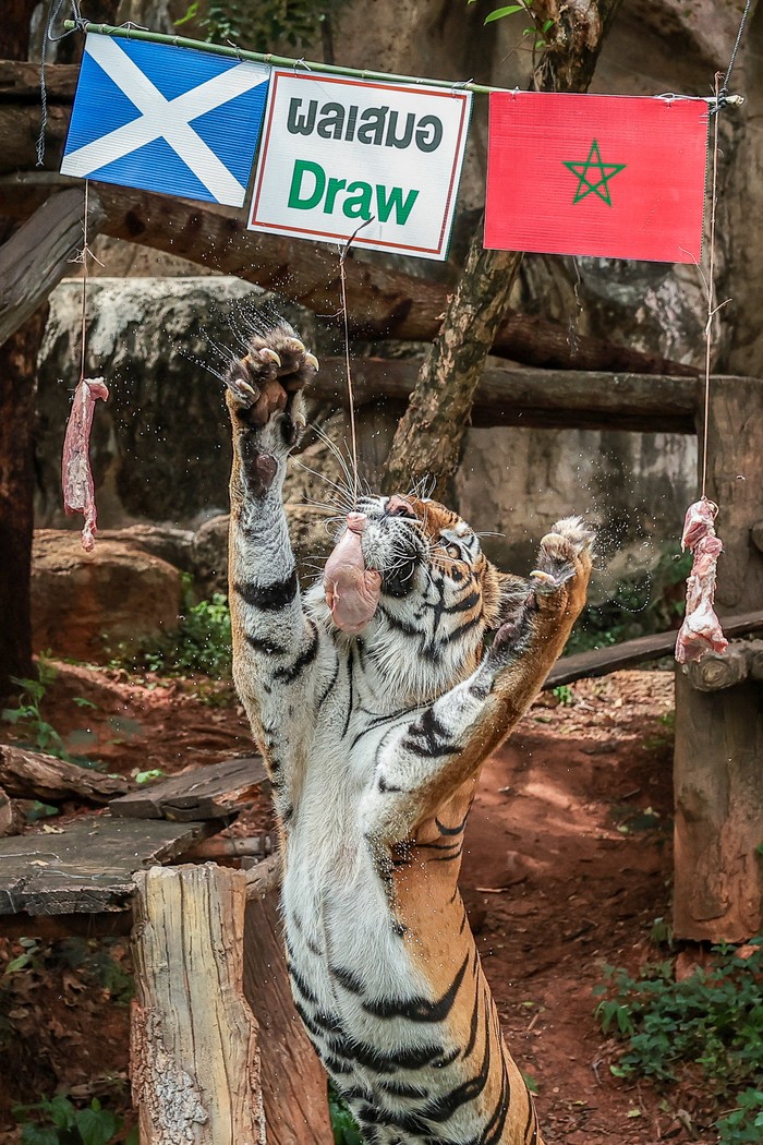 Moo Daeng, an almost three-month-old female pygmy hippo, eats food from a tray marked with a U.S. flag, ahead of the 2026 World Cup soccer match between the United States and Australia during an event in which animals predict match results at Nakhon Ratchasima Zoo, in Nakhon Ratchasima province, Thailand, June 19, 2026. REUTERS/Chalinee Thirasupa