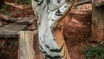 Moo Daeng dan Harimau Ikut Tebak Hasil Piala Dunia