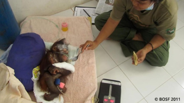Perjalanan Himba, dari Bayi hingga Kembali ke Rimba