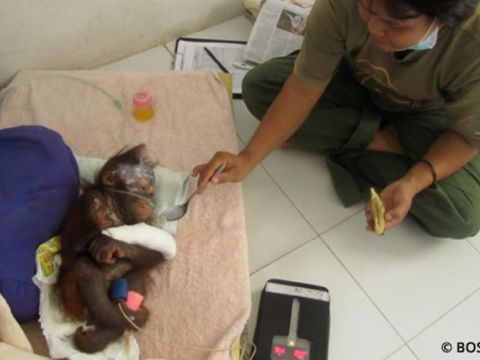 Perjalanan Himba, dari Bayi hingga Kembali ke Rimba Perjalanan Himba, dari Bayi hingga Kembali ke Rimba