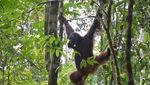 Perjalanan Himba dari Bayi Penuh Luka hingga Bisa Kembali ke Rimba