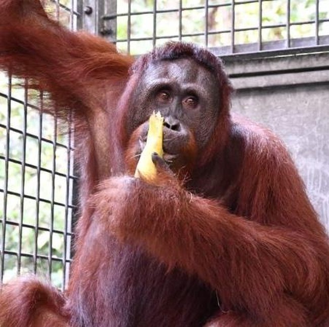 Perjalanan Himba dari Bayi Penuh Luka hingga Bisa Kembali ke Rimba