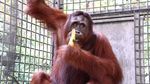 Perjalanan Himba dari Bayi Penuh Luka hingga Bisa Kembali ke Rimba